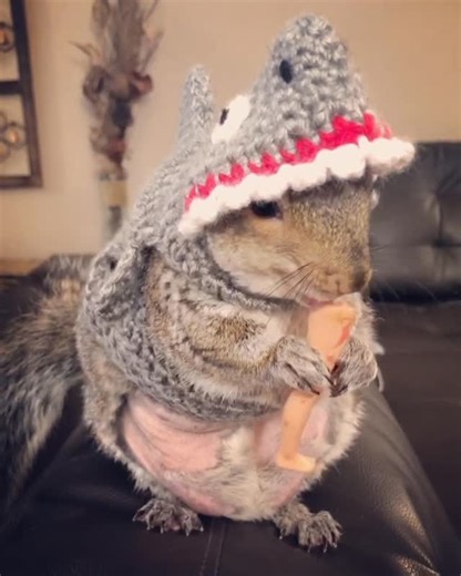 Thumbelina on Instagram: "Shark Week Things 🦵 #sharkweek #shark #avocadoshark #barbiesbeware #thumbelinashark #sharkstuff #littlethumbelinagirl #lifewiththumbelina #teamthumbelina 🦈 Suit By @enchantingcreations7"