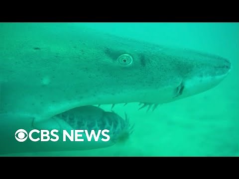 These cannibal baby sharks eat their siblings in the womb