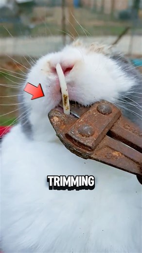 Trimming Rabbit Teeth Can Save Their Lives‼️😱