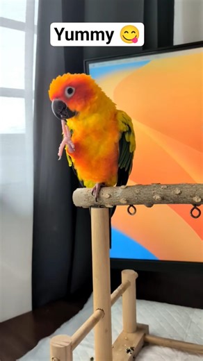 Why is my Sun Conure biting her nails? 🤔🦜#shorts