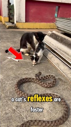 Snake Tried to Bite… But This Cat’s Reflex Is Insane! 🐍🐱