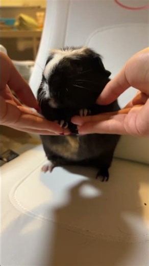 guinea pig dance #dance #food #asian #edit