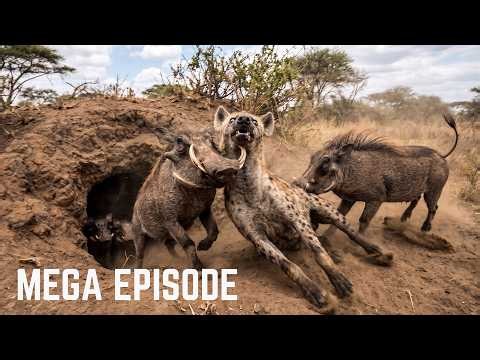 1 Hour Hyena Documentary | Every Battle, Every Struggle, Every Escape