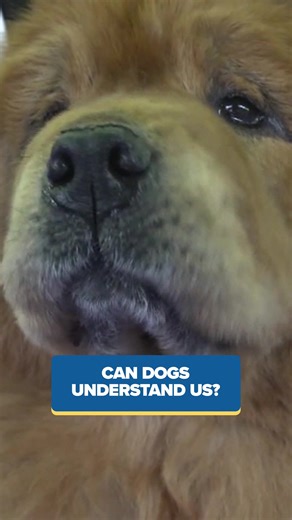 BARKING NEWS! A new study shows your dog may be listening in on your conversations and learning new words. Find out if your dog is one of the brilliant bunch in today's Morning Minute: