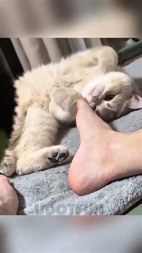 Top Funniest🤣 Random Clips #funny