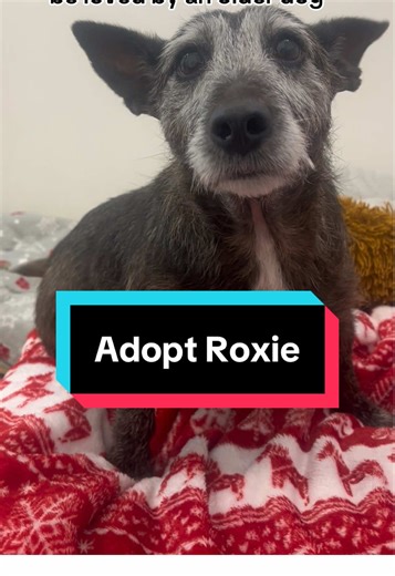 Adopt Roxie: A Loving Senior Dog Ready for a Home