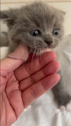Girl C British Shorthair Blue x Ragdoll mix 0413782795 Melbourne Australia Nov 2025