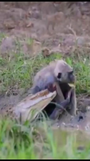 😱#wildanimals #monkey #crocodile #animals