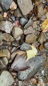A baby snapping #turtle heads out for a swim in Wawarsing, NY in Ulster county. Video by Bridgit Avery | NYS Department of Environmental Conservation