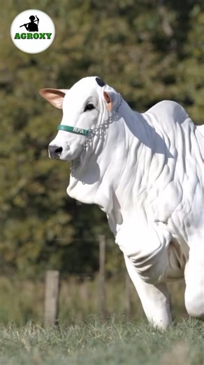 How Brazil Develop Hybrid Cows #cow #dairyfarming #facts