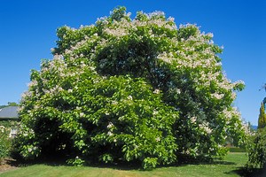 How To Grow Catalpa Trees From Seed - Hunker