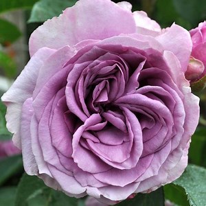 Quicksilver™ Arborose® Climbing Rose