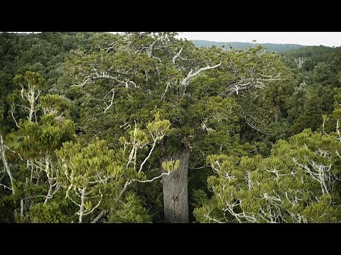 Tane Mahuta - The nearly 2000-year-old Kauri Tree | Northland | New Zealand | 4K