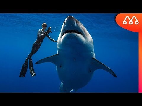 WORLD'S LARGEST WHITE SHARK DEEP BLUE