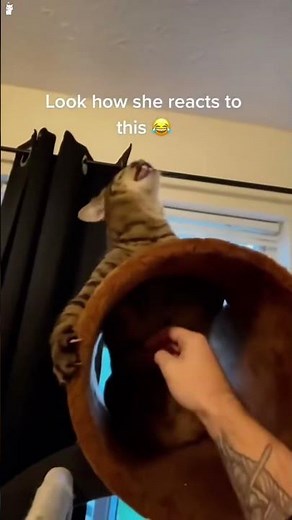 19.These Fireworks Sound INSANE 😂💥 You Won’t Stop Laughing | Shorts