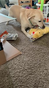 220K views · 10K reactions | Still catchin up on posting mail videos!! This was a double ducky surprise!! Thank you frens!! Stevie loves his toys and treats & we are super grateful for the love!! 殺 #Duckypalooza #unboxing #spreadsteviejoy #steviethewonderdog #chawareness #cerebellarhypoplasia #cerebellarhypoplasiadogs #labsofinstagram #specialneedsdogs #rescuedogs #adoptdontshop | Stevie the Wonder Dog | Facebook