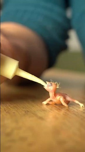 The Tiniest Bird You've ever seen - Zebra Finch Hatching