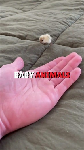 Why Do Chicks Follow Humans? #idepintar #didyouknow #true #facts #why #science #nature #biology