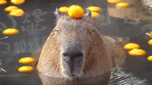 卡皮巴拉：活着挺好，死了拉倒 ！！