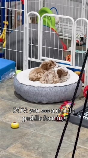 Candace Dietz | Artisan Doodles | Goldendoodle Breeder | Who wants to join 🙋‍♀️ This cuddle puddle is courtesy of Holland’s teacup cavapoo babies 🥰 Leave your favorite emoji in the comments 🐶 if... | Instagram