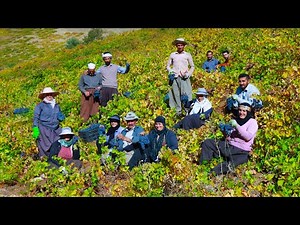 Traditional Harvest of Iranian Black Grapes in the Mountains | Organic Hand-Picked Grapes of Iran
