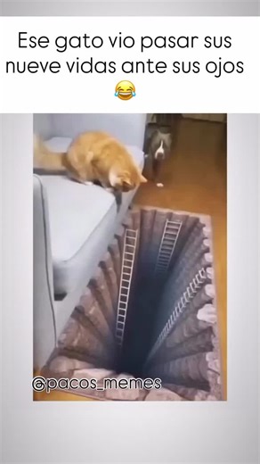 Animales Graciosos: Risas Sin Fin en TikTok