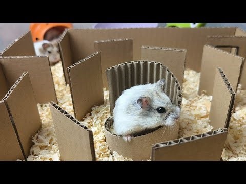 HAMSTER MAZE LIVE! 🌀 Watch this little explorer navigate the cardboard labyrinth 🐾 #HamsterMaze