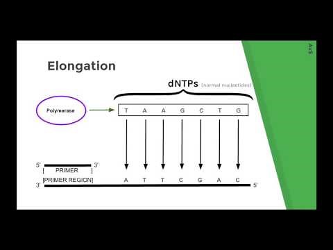 Sanger Sequencing Method (Chain Termination DNA sequencing) Explained