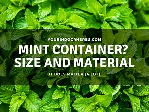 Best Container For Mint - Size and Material (Gigantic Growth) | Your Indoor Herbs and Garden