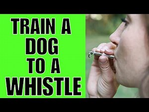 How To TRAIN A Dog To A Whistle (EASY)