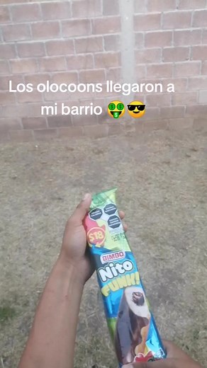 #olocoons2023 #nitofunk #queretaro #olocoons Compré 3 nitos 🍷