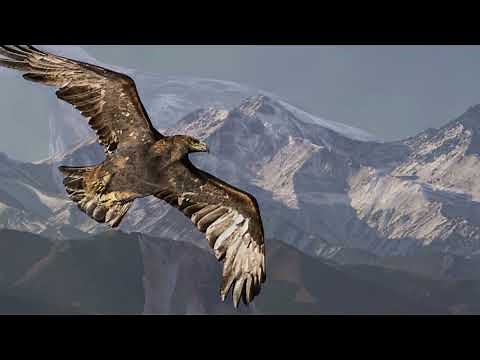 Golden Eagle Wingspan & Size How Big Are They