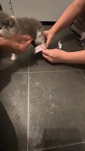 At least three times a day we need to strap up Baby Blue’s legs. The straps have to come off so we can do his individual leg exercises for physio. Sometimes I also have to take them off if he gets wee or poo on them and redo them. We make the straps with tape, but we put a soft bandage on his legs first to protect him. It’s quite fiddly, but he is such a good boy and stays still while we tape his little legs up. I think he knows we’re helping him. 💕 For anyone who hasn’t seen his story: Baby Bl