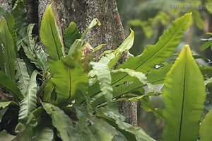 Singapore Botanic Gardens: Heritage trees