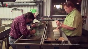 Salmon And Trout Hatchery Documentary