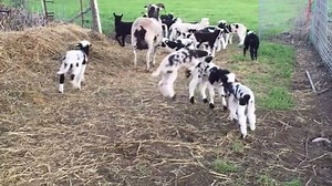 A bunch of baby lambs bouncing around. | Funny Animal Videos