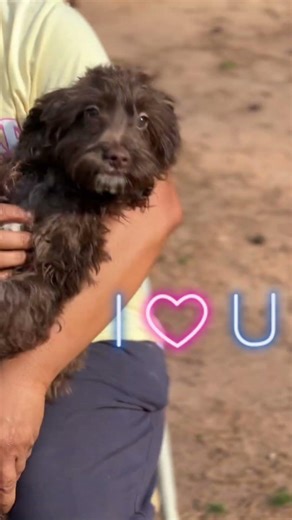 Pawcasso Male Cockapoo