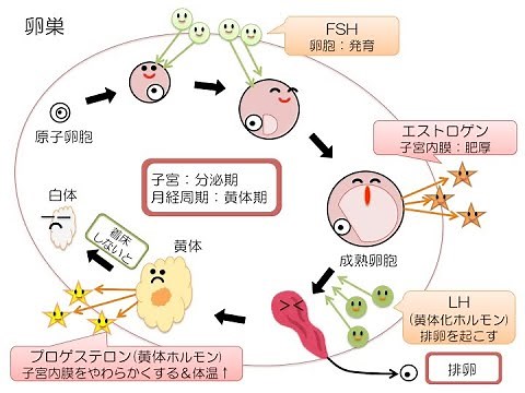 月経のホルモン、これで十分！