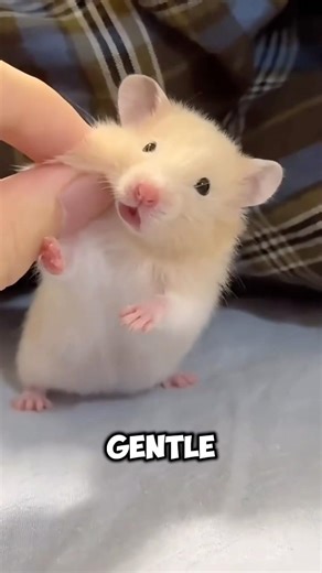 If Hamsters Could Talk, This Is What They’d Say! #shorts