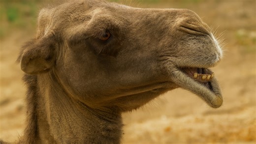 Meet the Camel: Surviving Up Close in the Harsh Desert