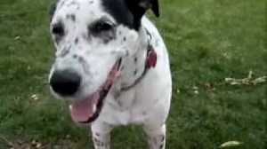 Cat Stevens - I Love My Dog