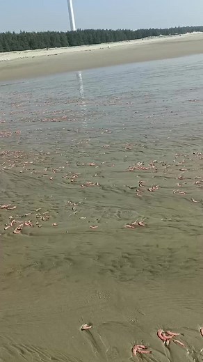 Explore a Beach Full of Pinkish-Red Crabs