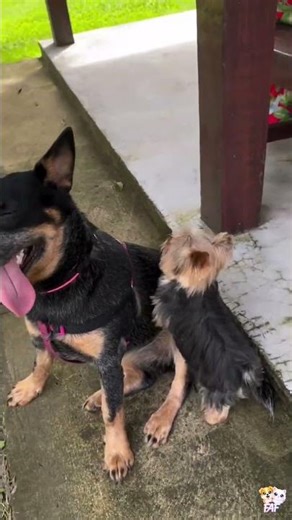 Funny Animal Fails That Will Make You Laugh 😂 | Cute & Crazy Moments