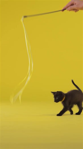 Welcome to Kitten Ribbon Dancing! Our purr-formers Miso, Mochi, and Sake are twirling, leaping, and putting on a claw-sic display of feline agility in the most prestigious ribbon dancing competition of the season, each determined to pounce on first place. ✨ Only one routine will steal the spotlight and be crowned best in show. 👑 Cast your vote and decide which kitten takes home the meow-dal. 🐾 | Temptations Cat Treats