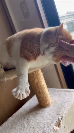 日曜日のにゃんこ は相変わらずですが平和です