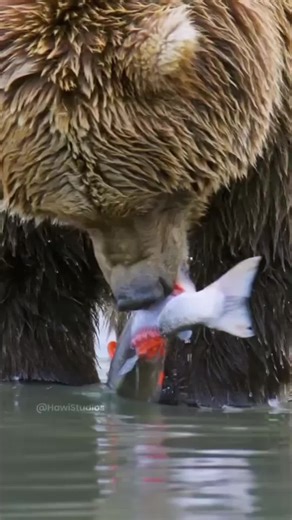 Discover the Fascinating Brown Bear