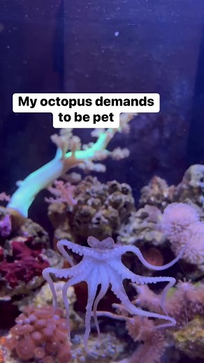 Wild Octopus Petting: A Unique Bond with Birdie the Octopus