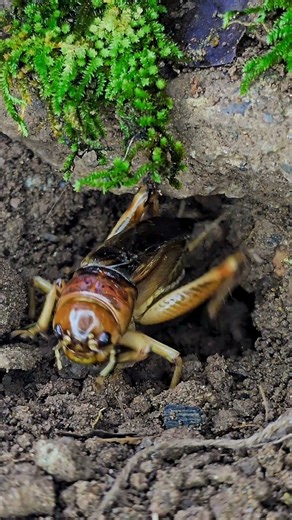 Cricket Chirping to Defend Its Territory