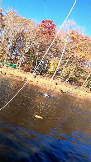 INTENSE Fight with Atlantic Salmon on the Fly