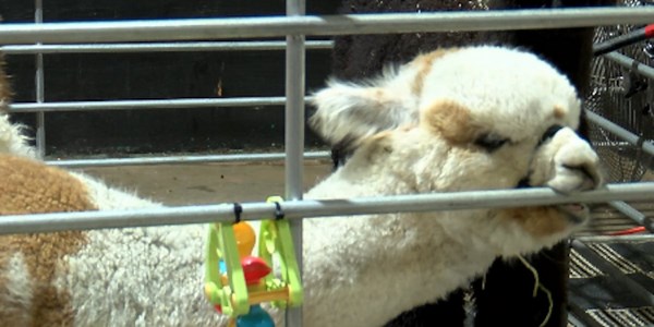 TXOLAN Sweetheart Spectacular Alpaca Show brings memorable moments with furry friends